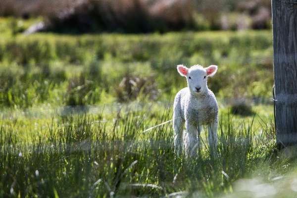 Nature grass farm meadow Photo