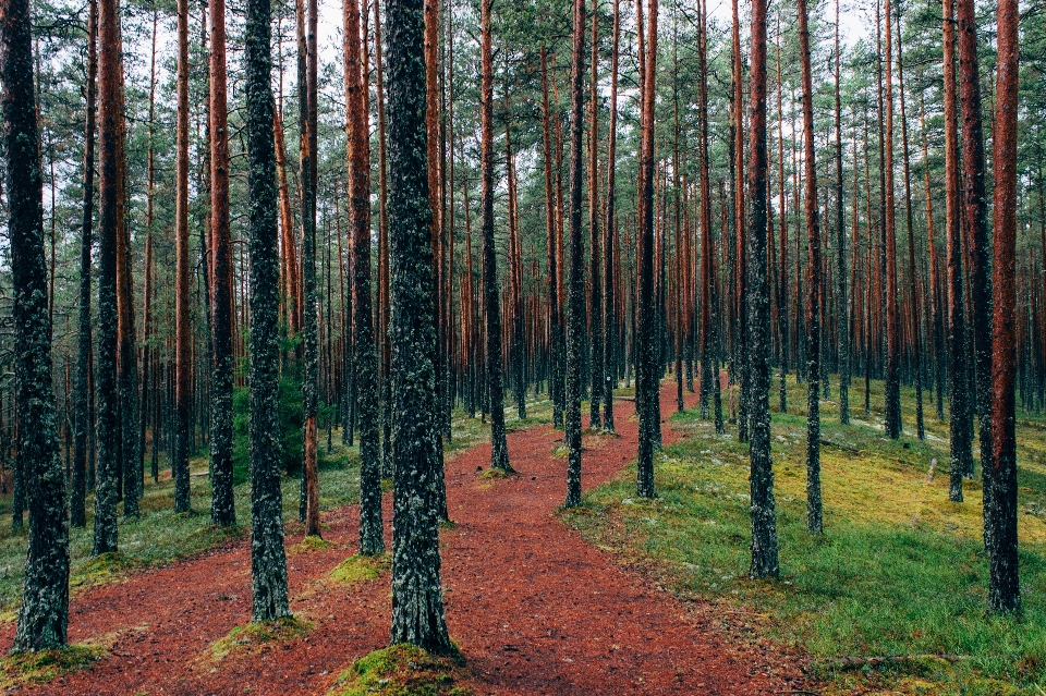 Tree forest wilderness branch