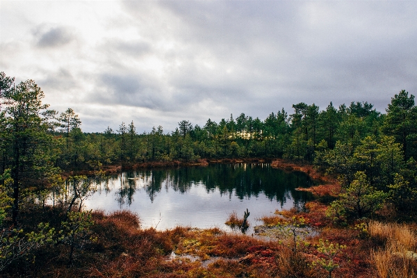 Landscape tree water nature Photo