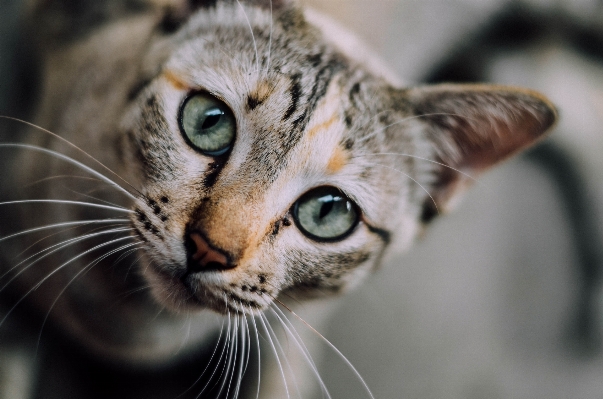 Foto Anak kucing mamalia kumis
