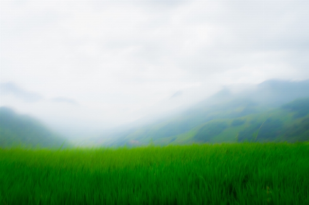 Grass horizon cloud sky Photo