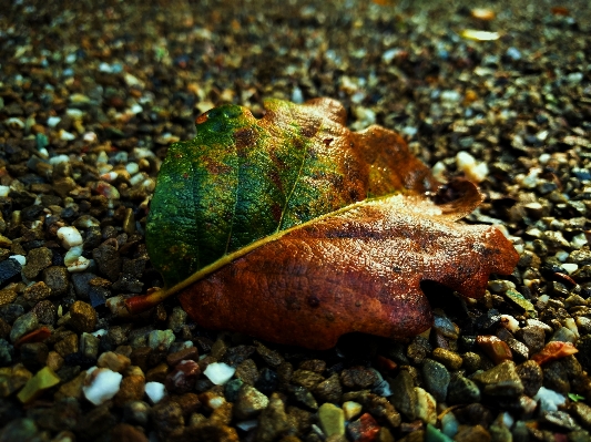 Nature rock leaf stone Photo