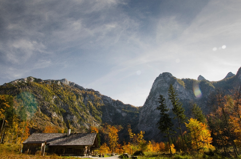 Paesaggio albero natura selvaggia
