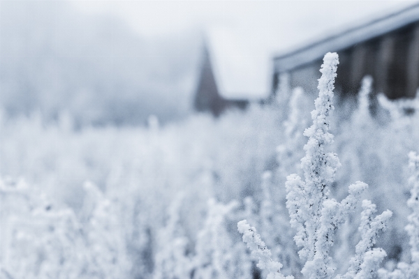 Snow winter frost ice Photo