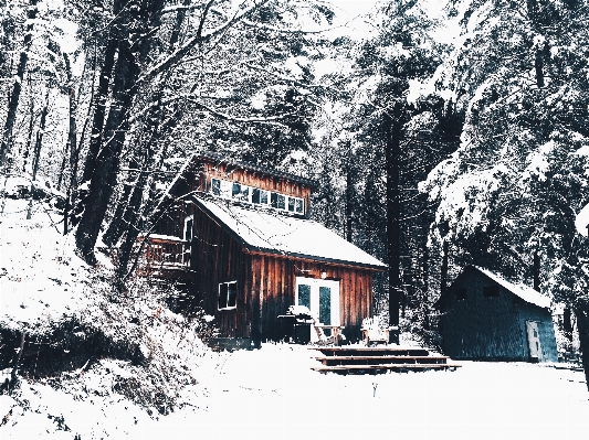 Foto árbol nieve invierno casa