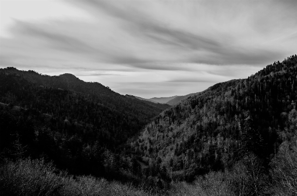 Landscape tree nature forest Photo