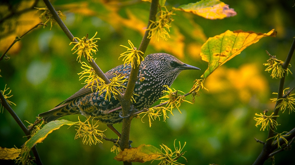 Tree nature branch bird