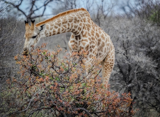 Tree animal wildlife mammal Photo