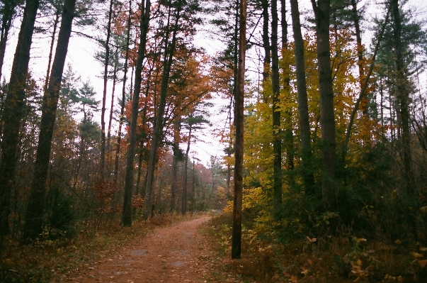 Tree nature forest wilderness Photo