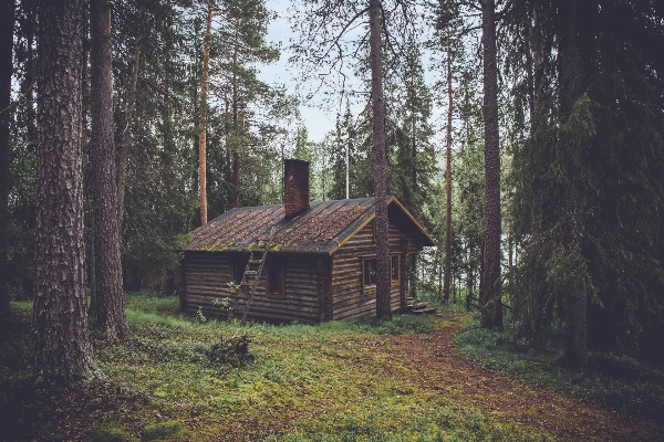 Tree forest wilderness wood Photo