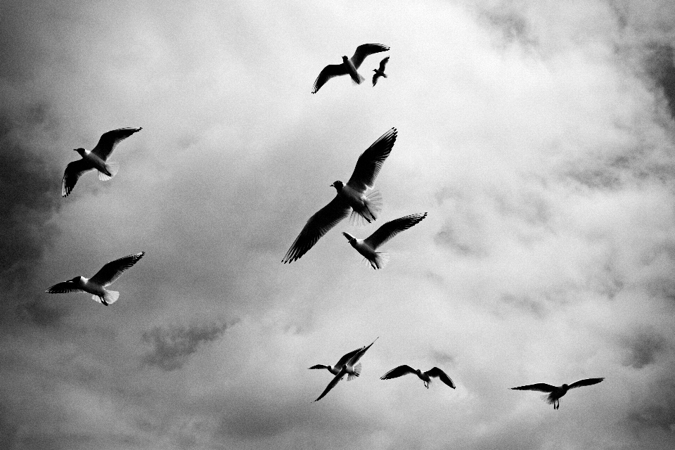 Oiseau aile noir et blanc
 ciel