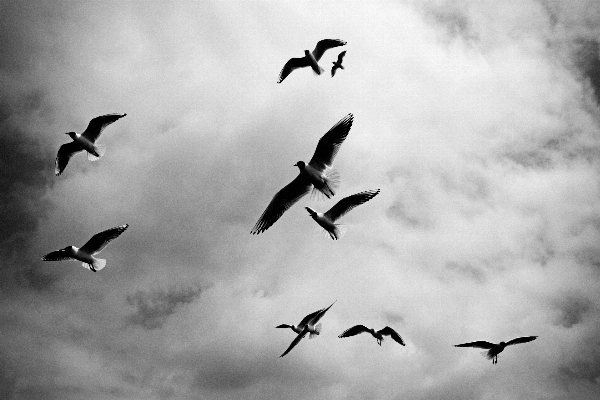 Photo Oiseau aile noir et blanc
 ciel