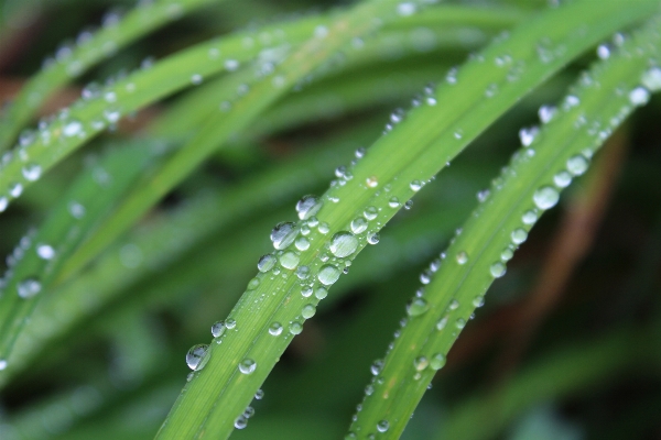 Water nature grass droplet Photo