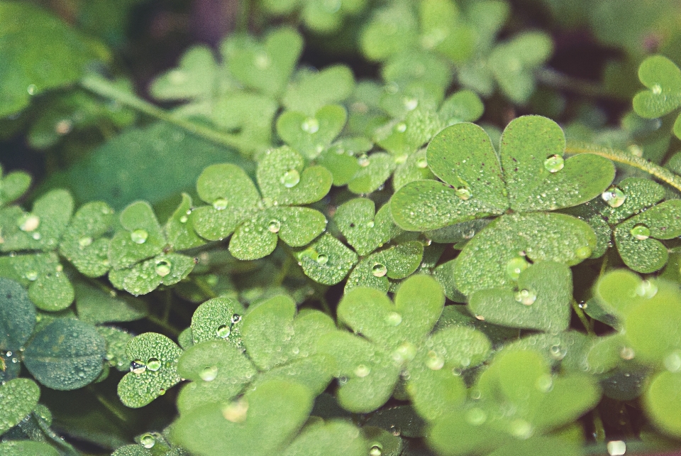 Water dew plant leaf