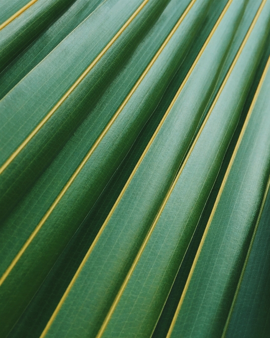 Grass plant leaf flower