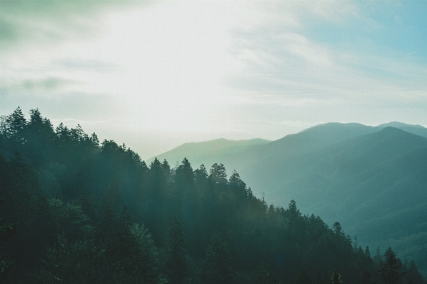 Tree nature forest mountain Photo