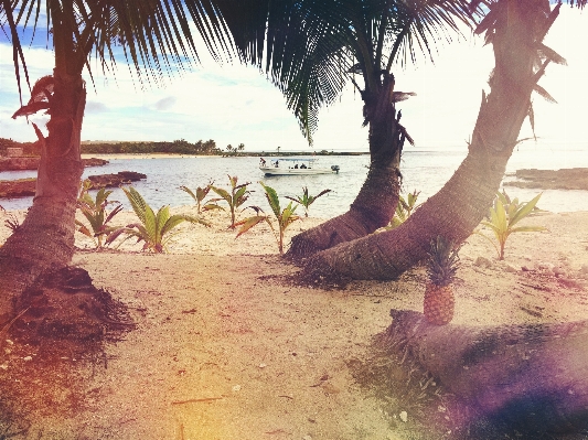 Foto Pantai pohon kapal palem