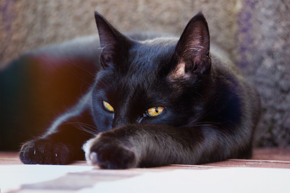 Gattino gatto mammifero nero