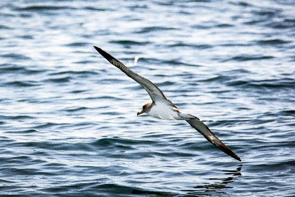 Foto Laut air burung sayap