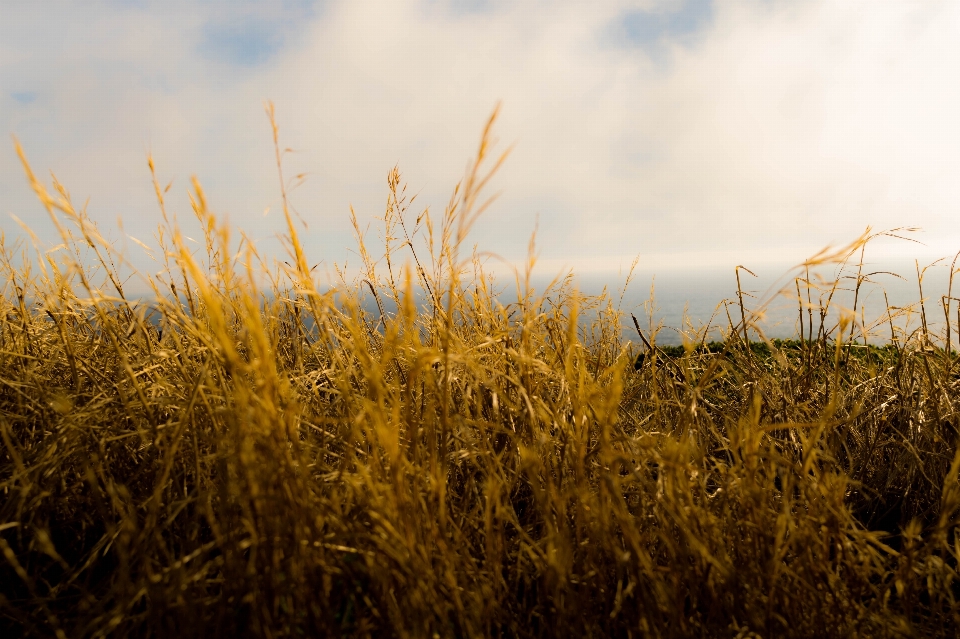 Nature grass horizon cloud