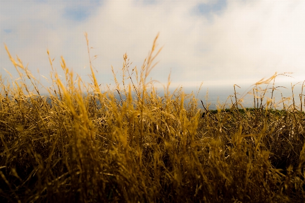 Nature grass horizon cloud Photo