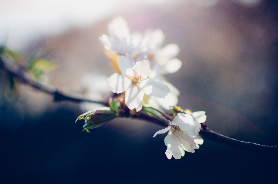 自然 ブランチ 花 植物