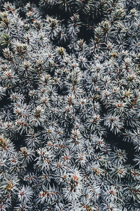 Tree nature branch plant