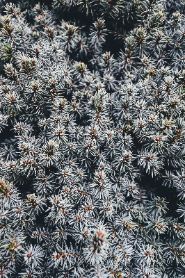 Foto árbol naturaleza rama planta