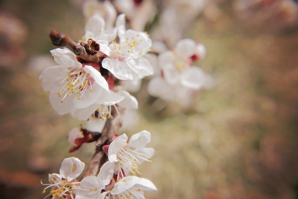 Baum zweig blüte anlage Foto