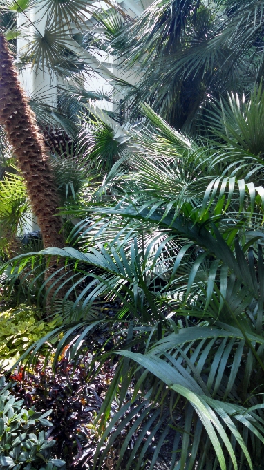 Tree forest branch plant