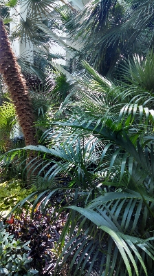 木 森 ブランチ 植物 写真