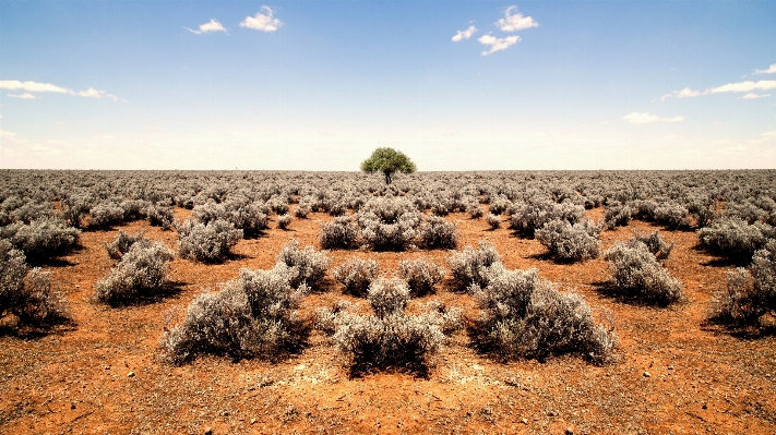 Landscape tree sand rock Photo