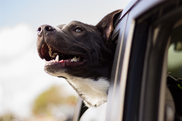 Foto Mobil anjing satwa peliharaan