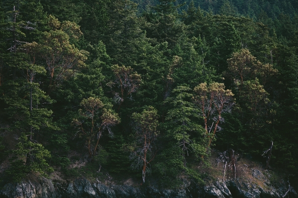 風景 木 森 rock 写真