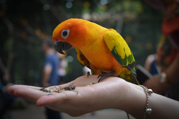 手 鳥 羽 嘴 写真