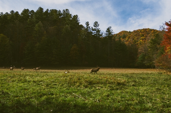 Landscape tree nature forest Photo