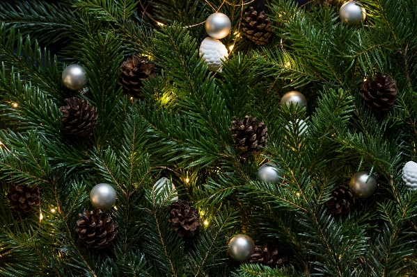 Foto Albero ramo pianta decorazione