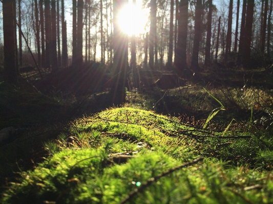 Tree nature forest grass Photo