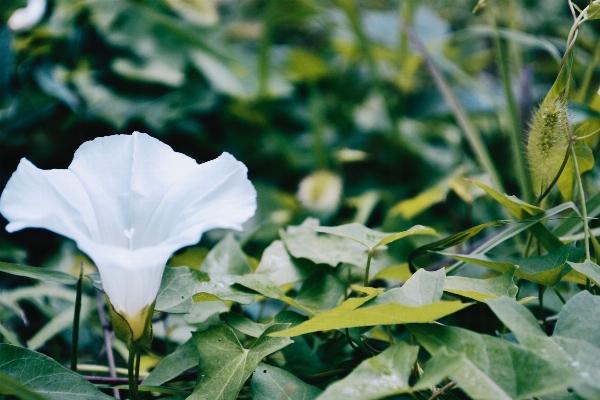 Plant leaf flower green Photo