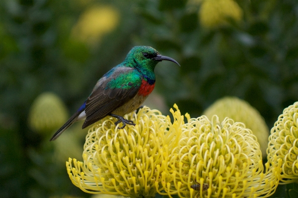 Nature bird flower wildlife Photo