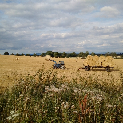 Landscape grass field farm Photo