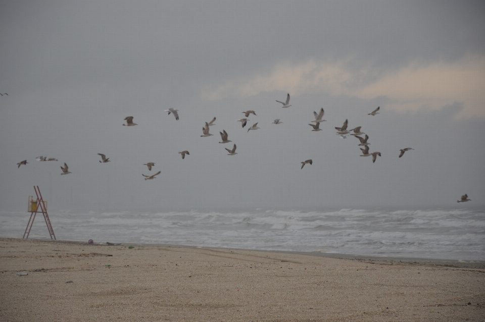 Beach sea coast sand