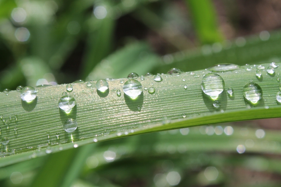 Wasser natur gras tropfen