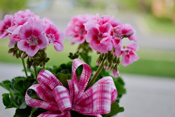 Blossom plant flower petal Photo