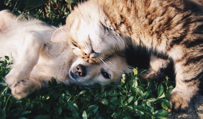 Foto Grama cachorro animal bonitinho