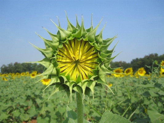 Plant field flower food Photo