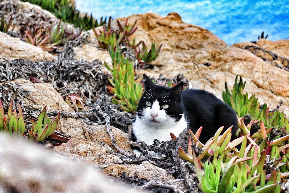 草 花 子猫 猫