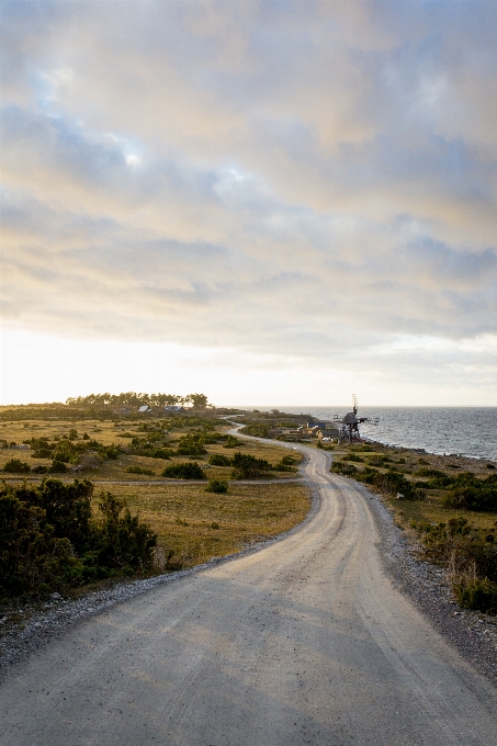 Paesaggio mare costa albero