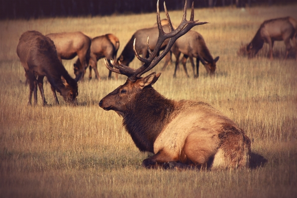 Animal wildlife deer horn Photo