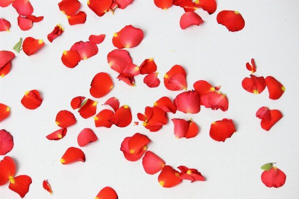 Leaf flower petal heart Photo